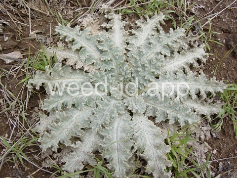 thistle, Scotch